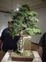normal_Japan_0707.jpg